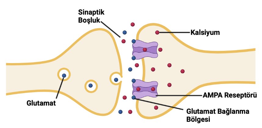 Sinaps şeması: sinaptik boşluk, glutamat, kalsiyum, AMPA reseptörü ve glutamat bağlanma bölgesi gösterilmiştir.